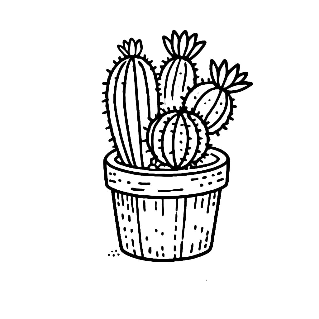 Chậu Xương Rồng Đẹp