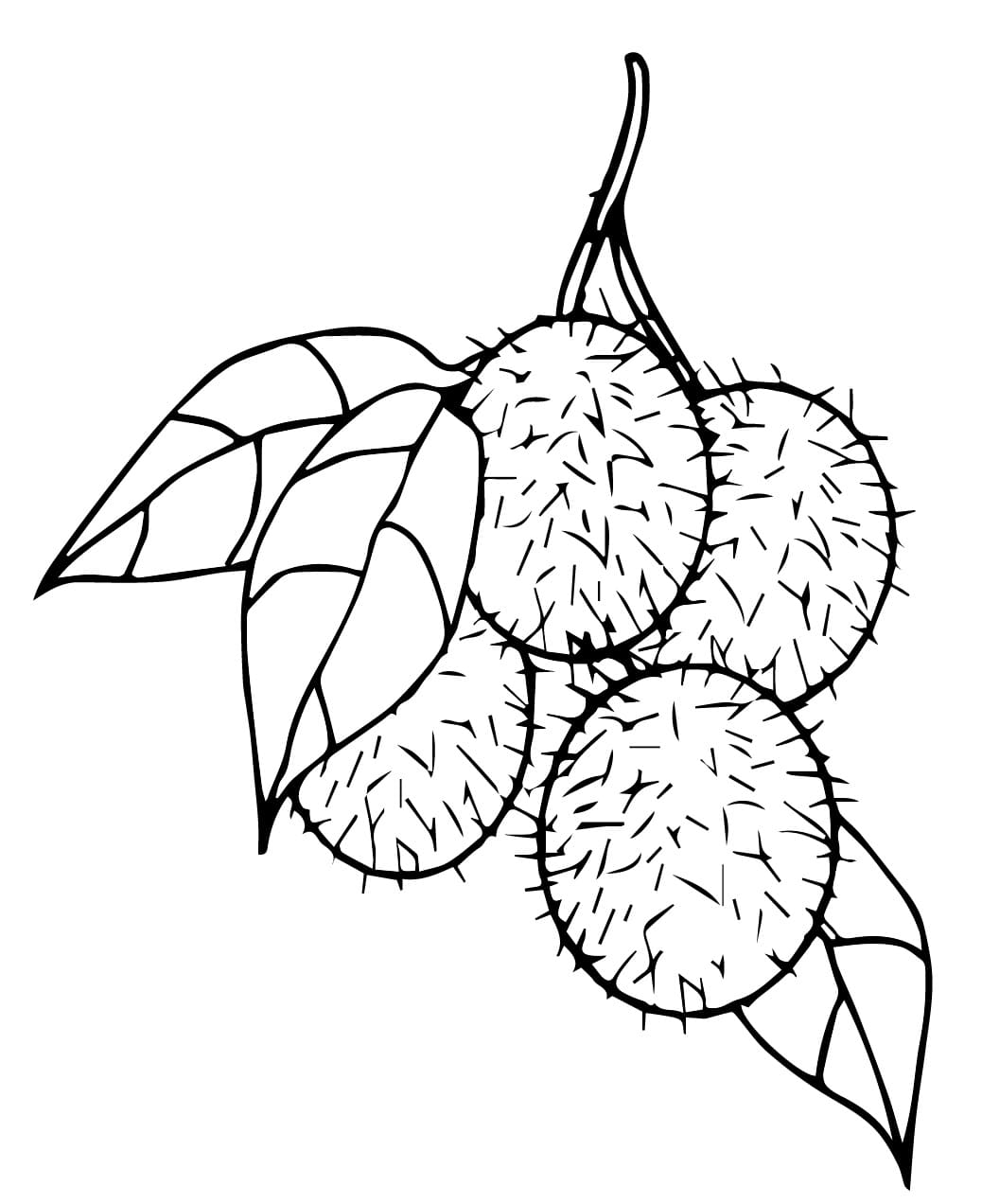 Chôm Chôm Trên Cành Cây