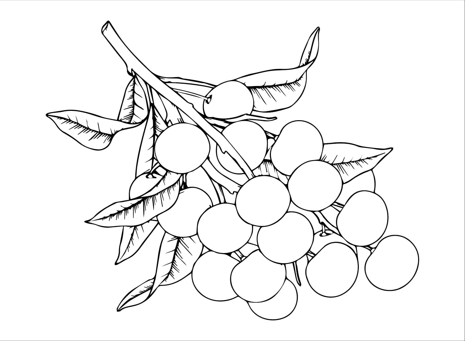 Chùm Nhãn Nhiều Quả