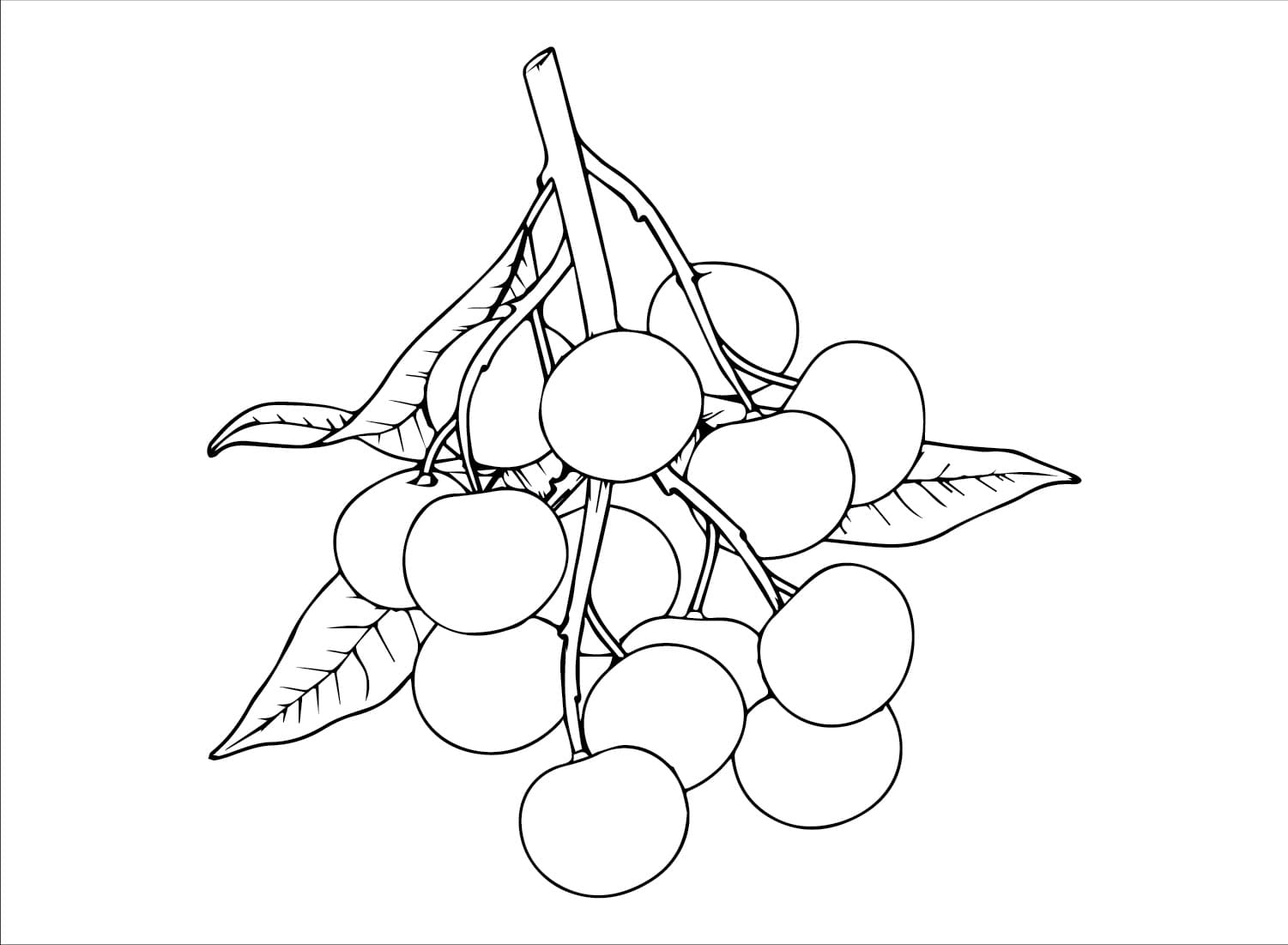 Tô Màu Quả Nhãn