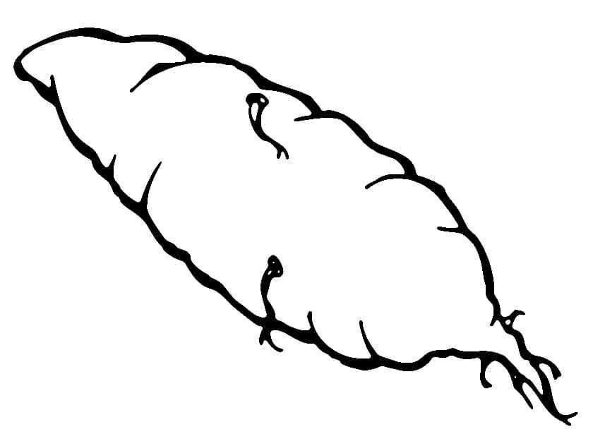 Củ Khoai Lang Dinh Dưỡng