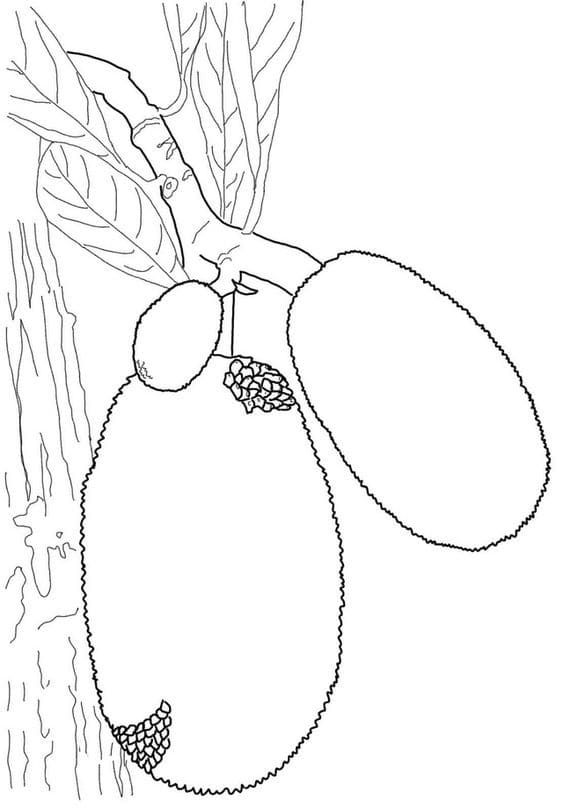 Hai Quả Mít Trên Cây