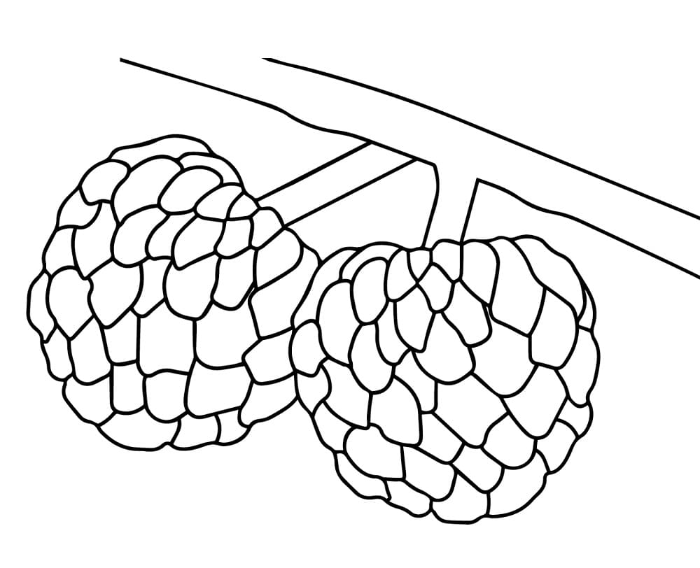 Hai Quả Na Trên Cây