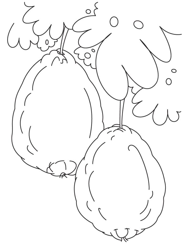 Hai Quả Ổi Trên Cây