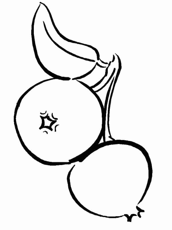 Hai Quả Việt Quất