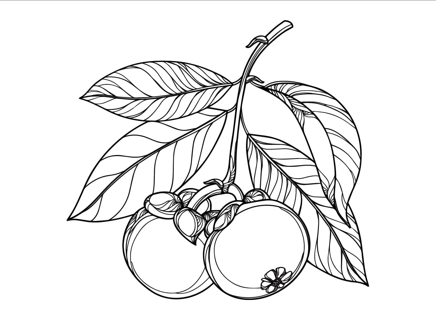 Hai Trái Măng Cụt