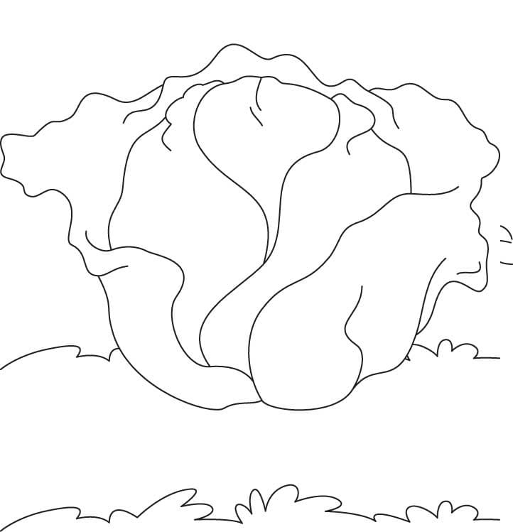 Hình Rau Bắp Cải