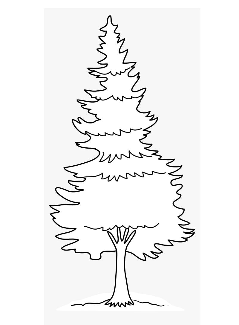 Hình Vẽ Cây Thông