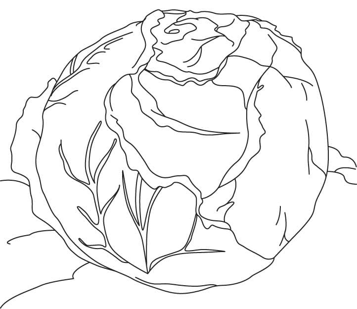 Hình Vẽ Rau Bắp Cải