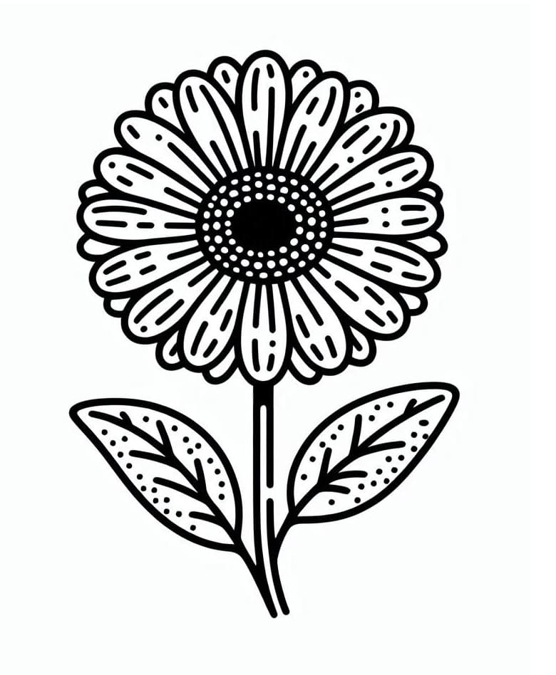 Hoa Đồng Tiền Đẹp Nhất