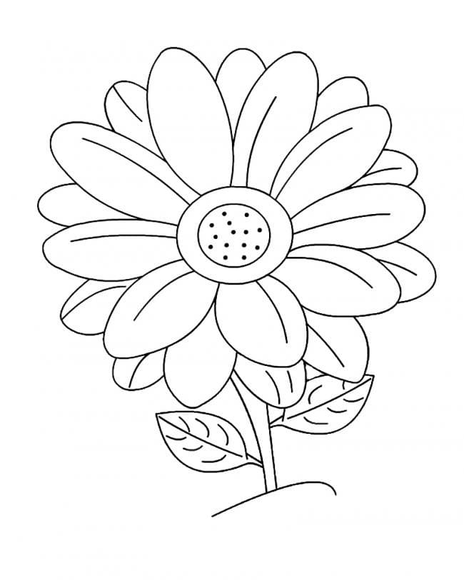 Hoa Đồng Tiền Đơn Giản