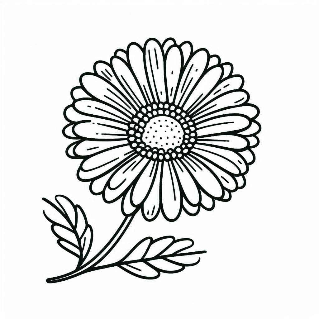 Hoa Đồng Tiền Nở