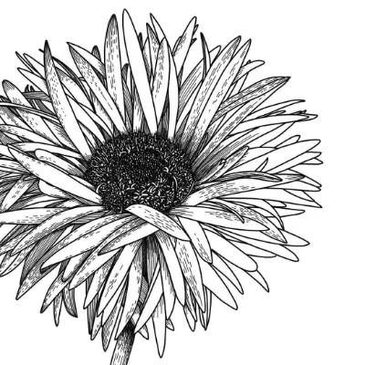 Hoa Đồng Tiền Sắc Nét