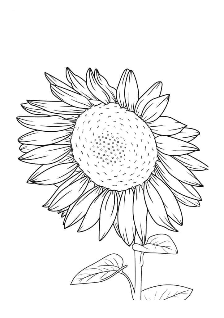 Hoa Hướng Dương Miễn Phí