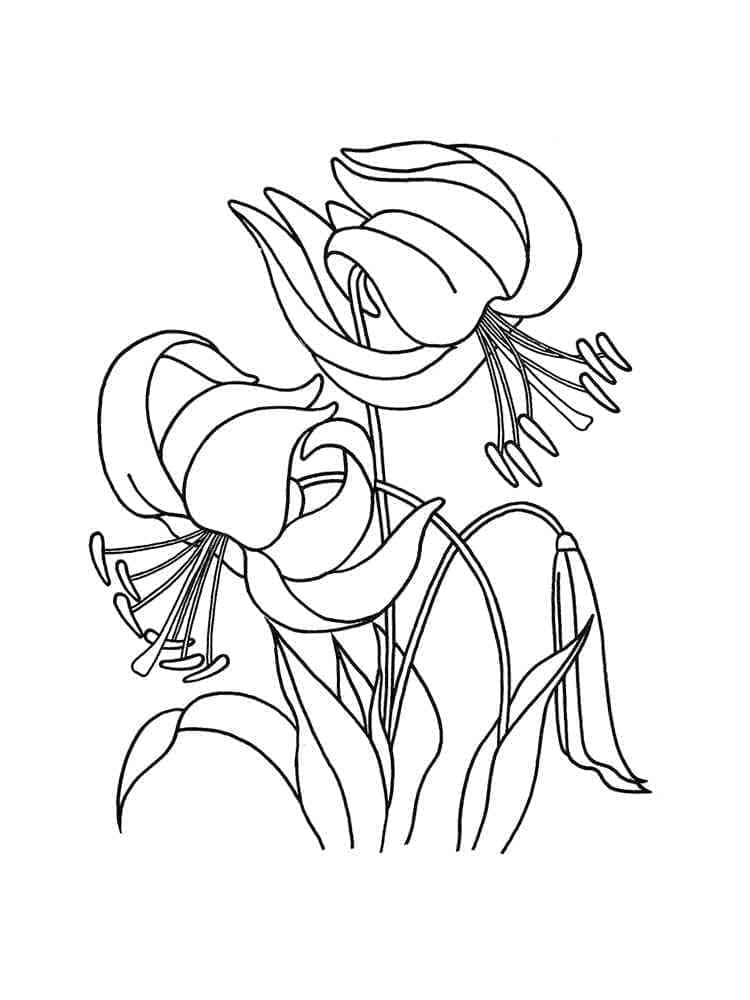 Hoa Loa Kèn Đơn Giản