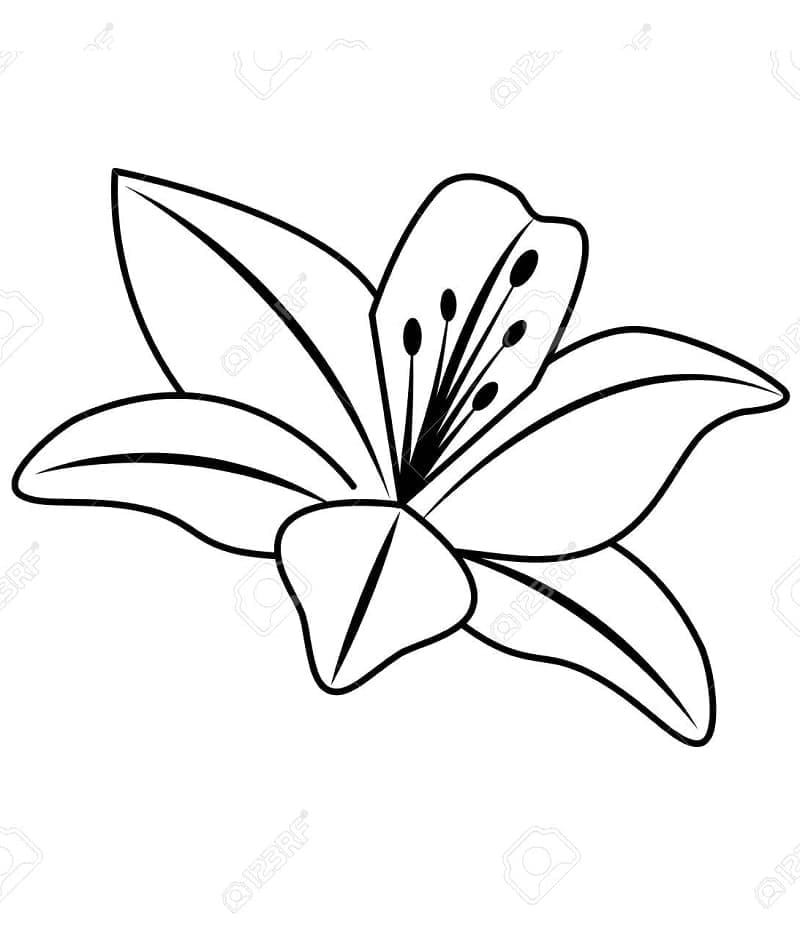 Hoa Loa Kèn Siêu Đẹp