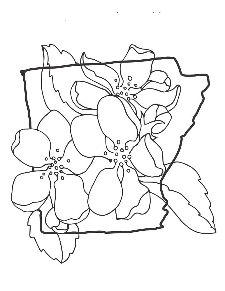 Hoa Mai Đẹp Nhất