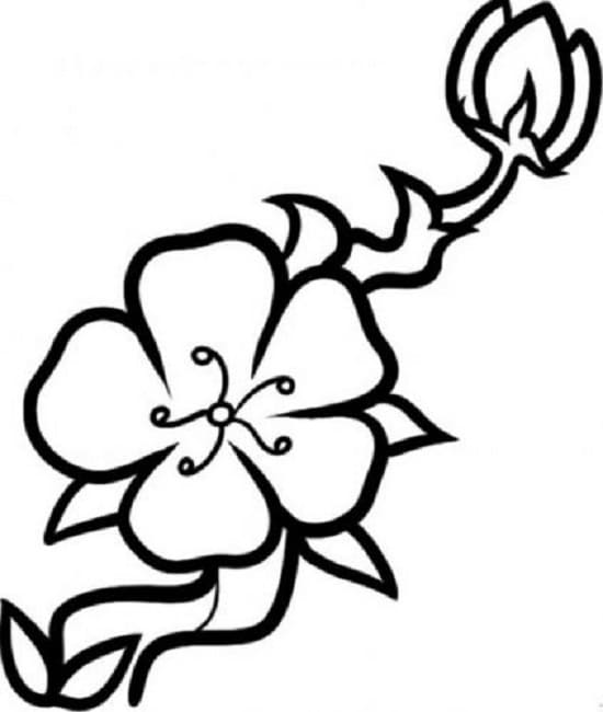 Hoa Mai Đẹp và Đơn Giản