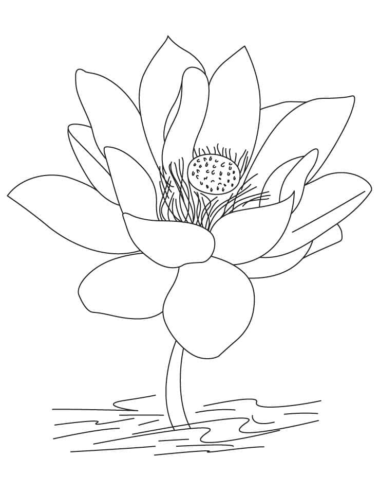 Hoa Sen Bình Thường