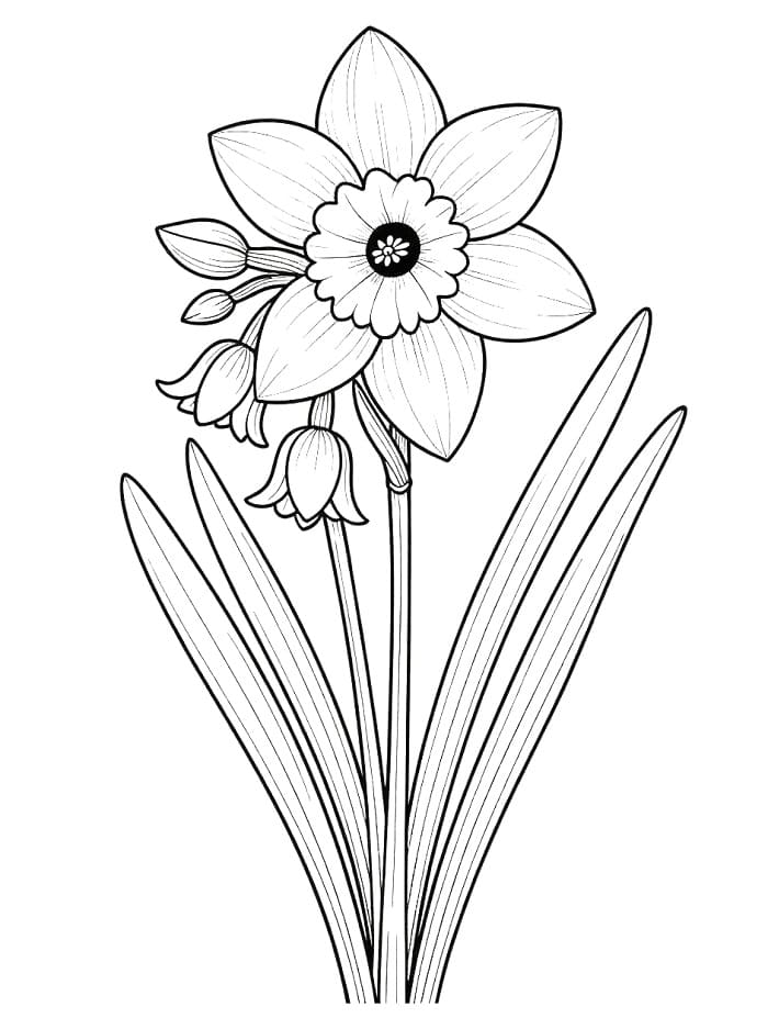 Hoa Thuỷ Tiên Đẹp Nhất