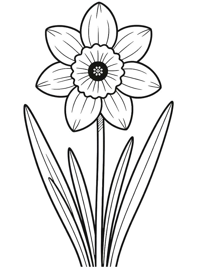 Hoa Thuỷ Tiên Đẹp