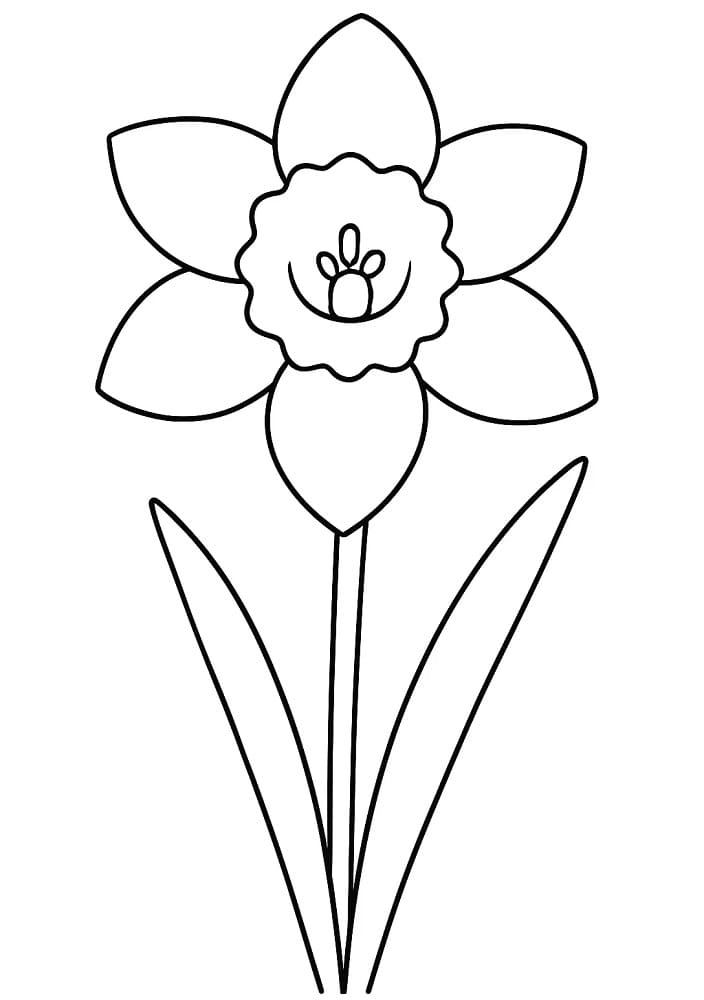 Hoa Thuỷ Tiên Đơn Giản