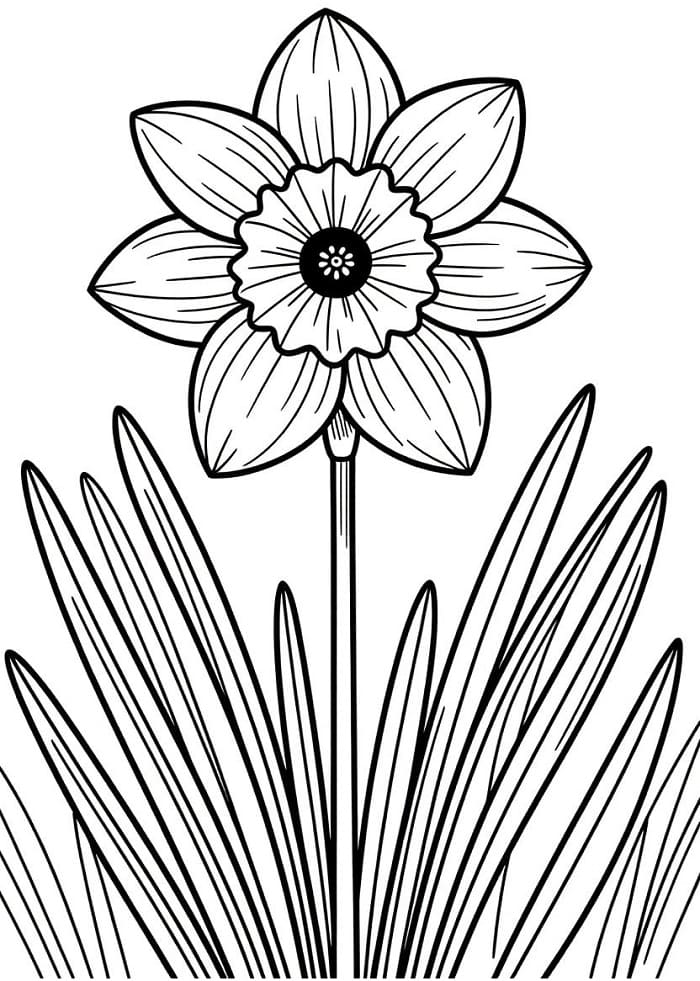 Hoa Thuỷ Tiên Lộng Lẫy