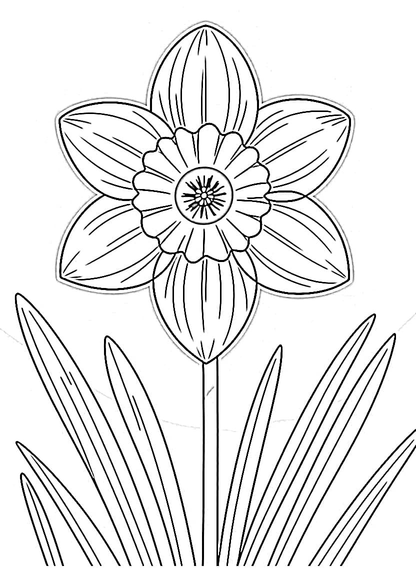 Hoa Thuỷ Tiên Rất Đẹp