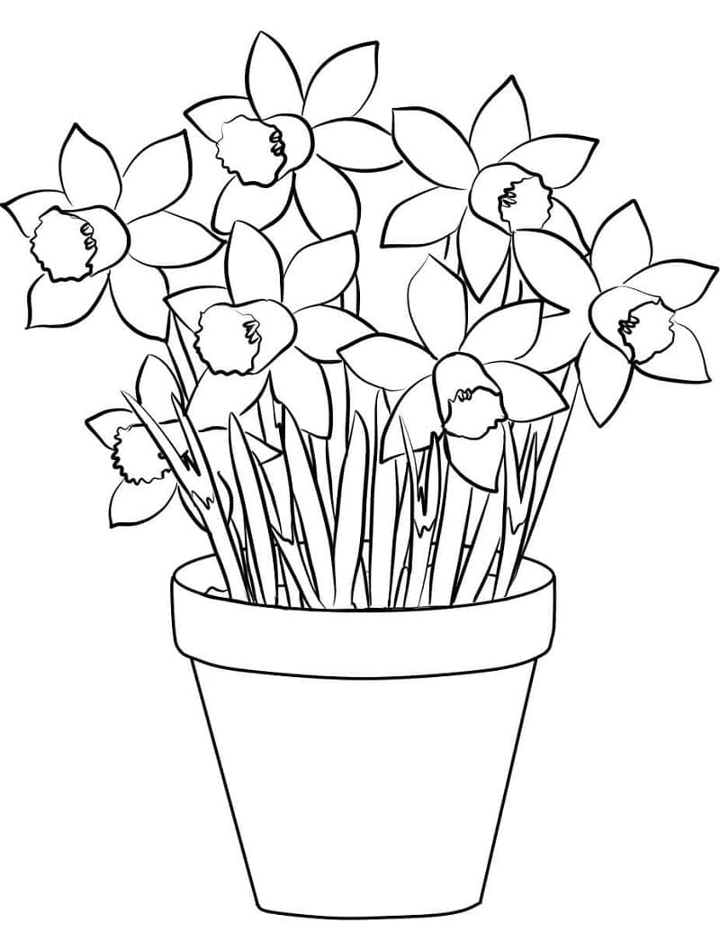 Hoa Thủy Tiên Trong Lọ Hoa