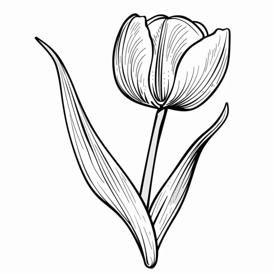 Hoa Tulip Lớn