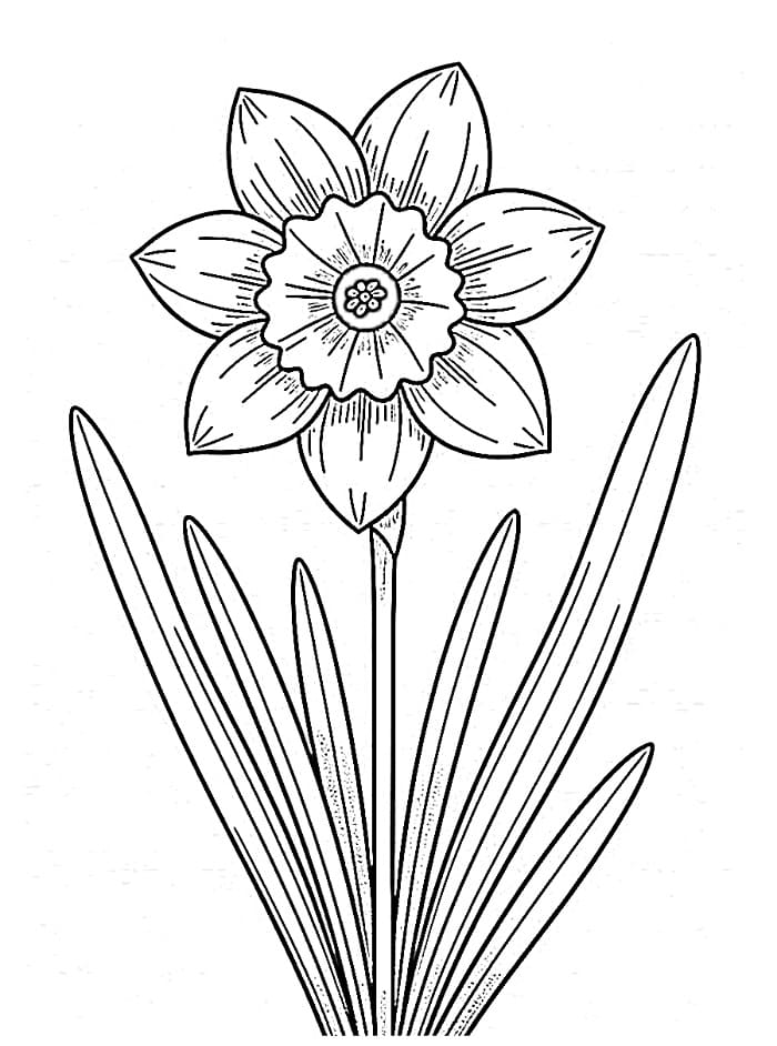 Một Bông Hoa Thuỷ Tiên