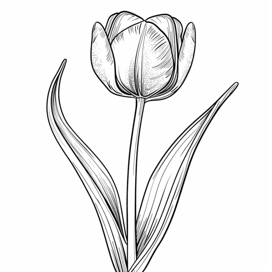 Một Bông Hoa Tulip