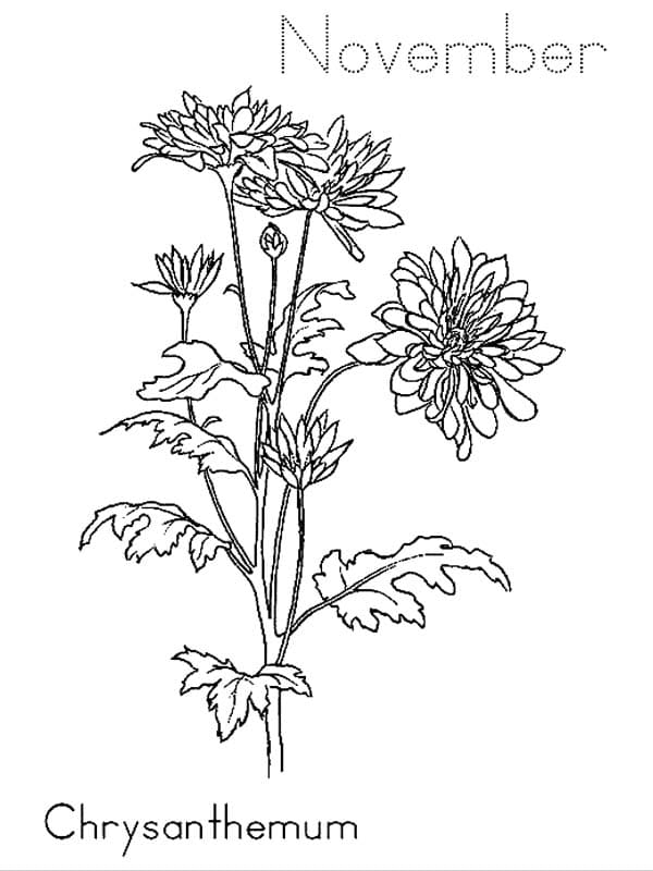 Một Cây Hoa Cúc Nhiều Bông