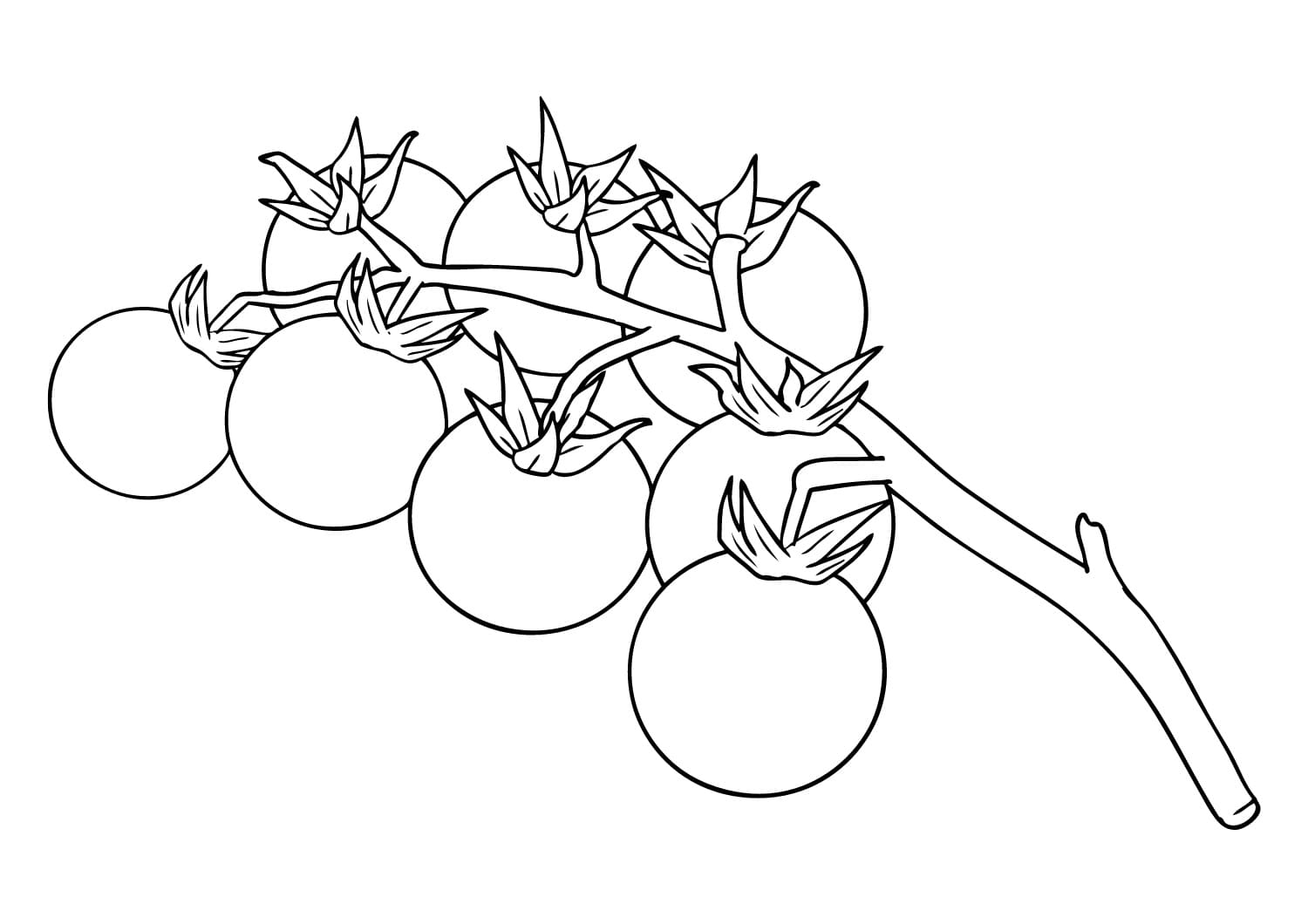 Một Chùm Quả Cà Chua