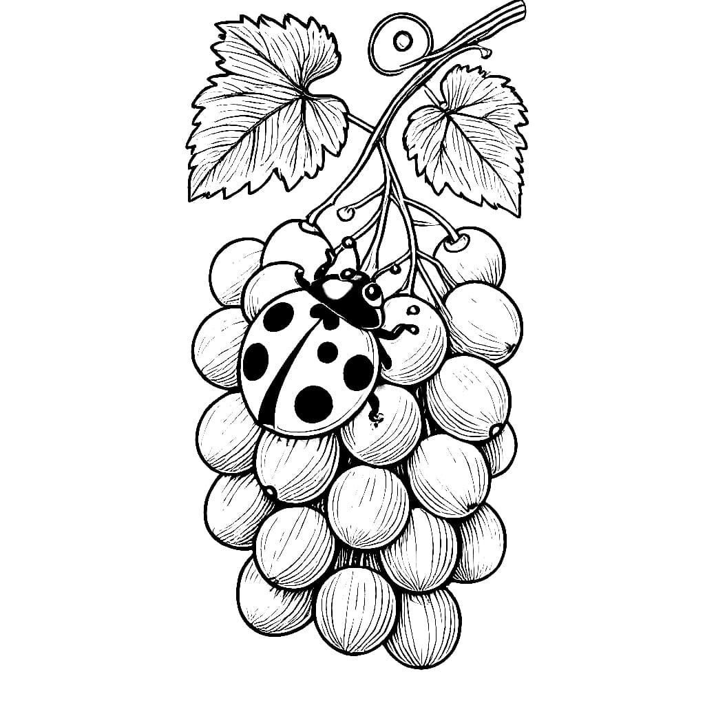 Nho Với Con Bọ