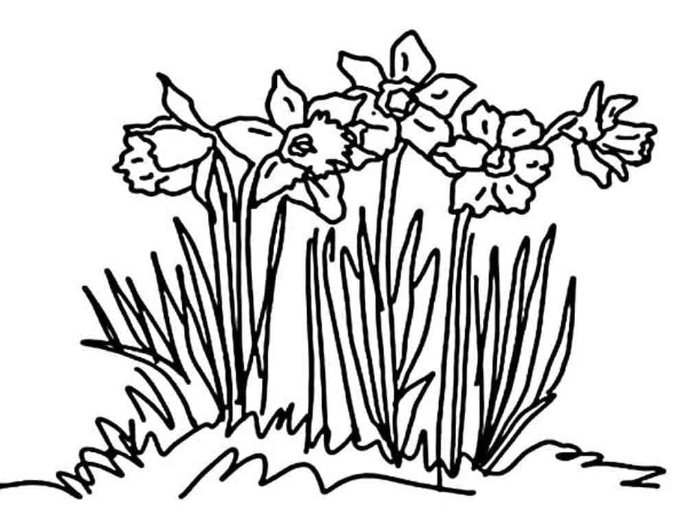 Tô Màu Hoa Thuỷ Tiên