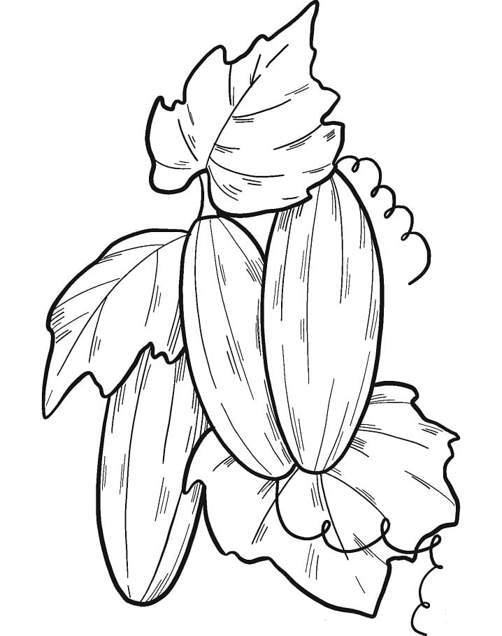 Những Quả Dưa Chuột