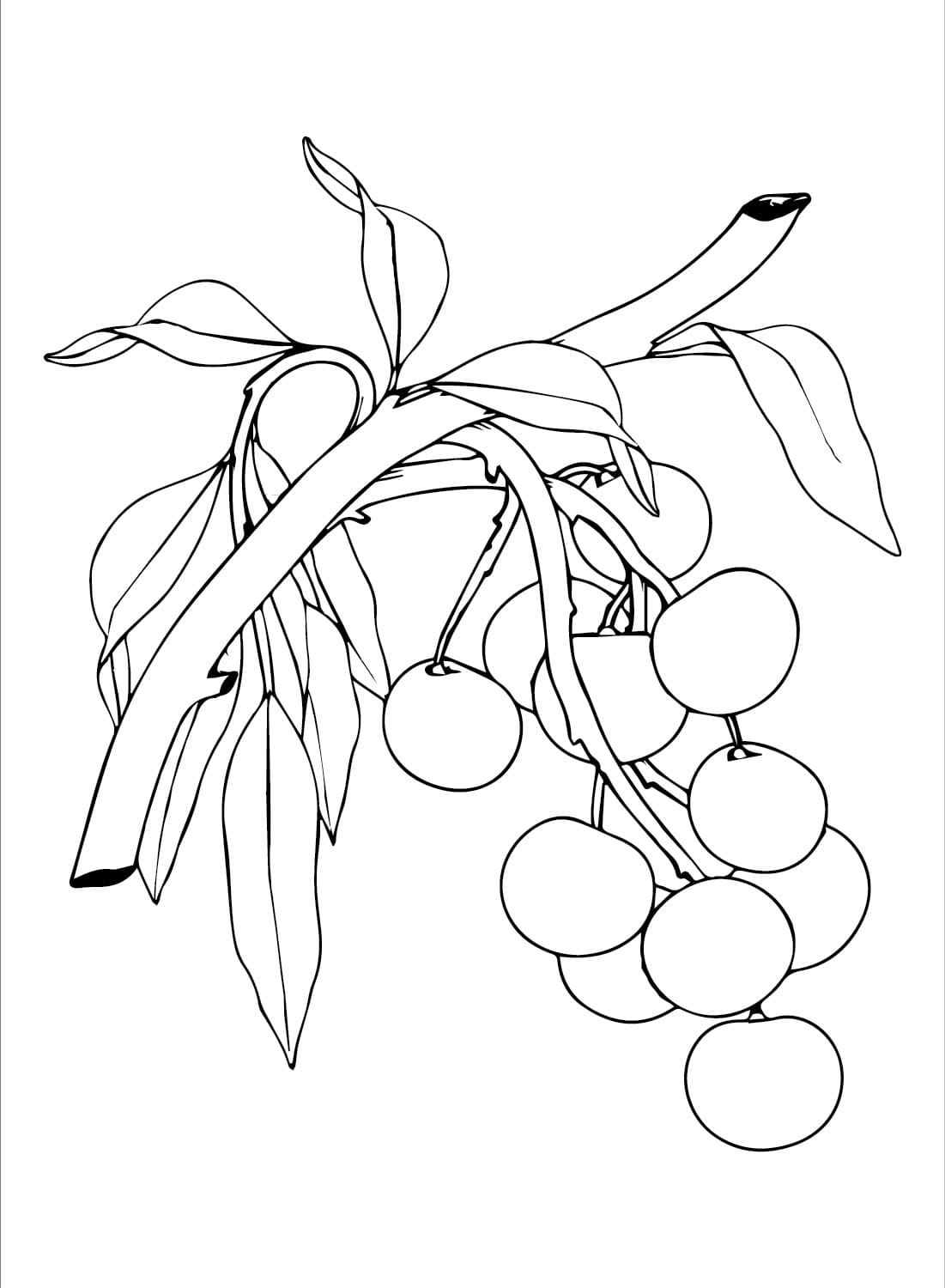 Những Quả Nhãn Trên Cây