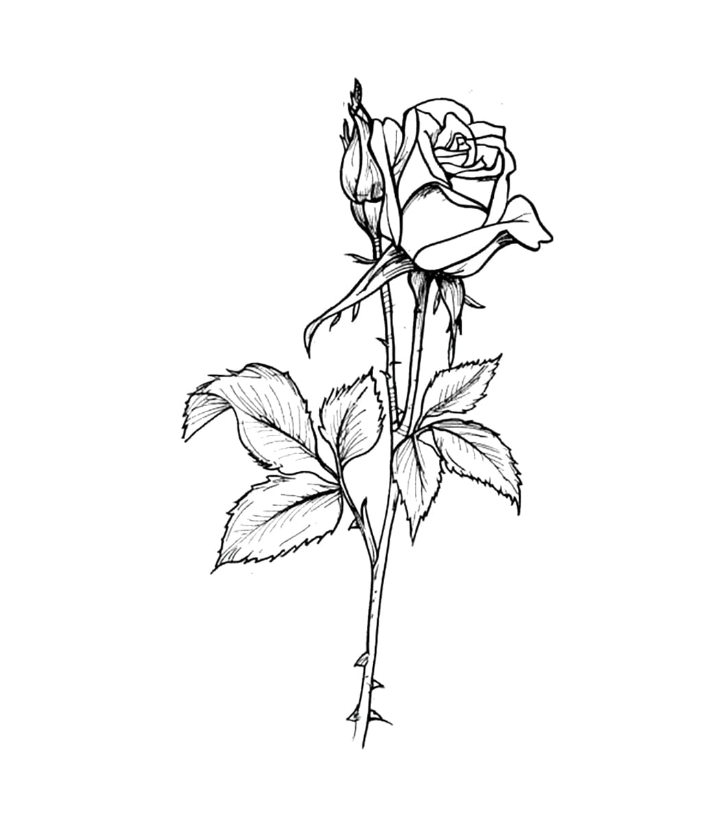 Phác Thảo Hoa Hồng