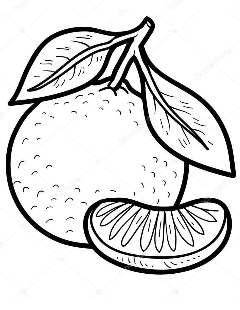 Quả Cam và Múi Cam