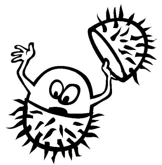 Quả Chôm Chôm Trên Cây