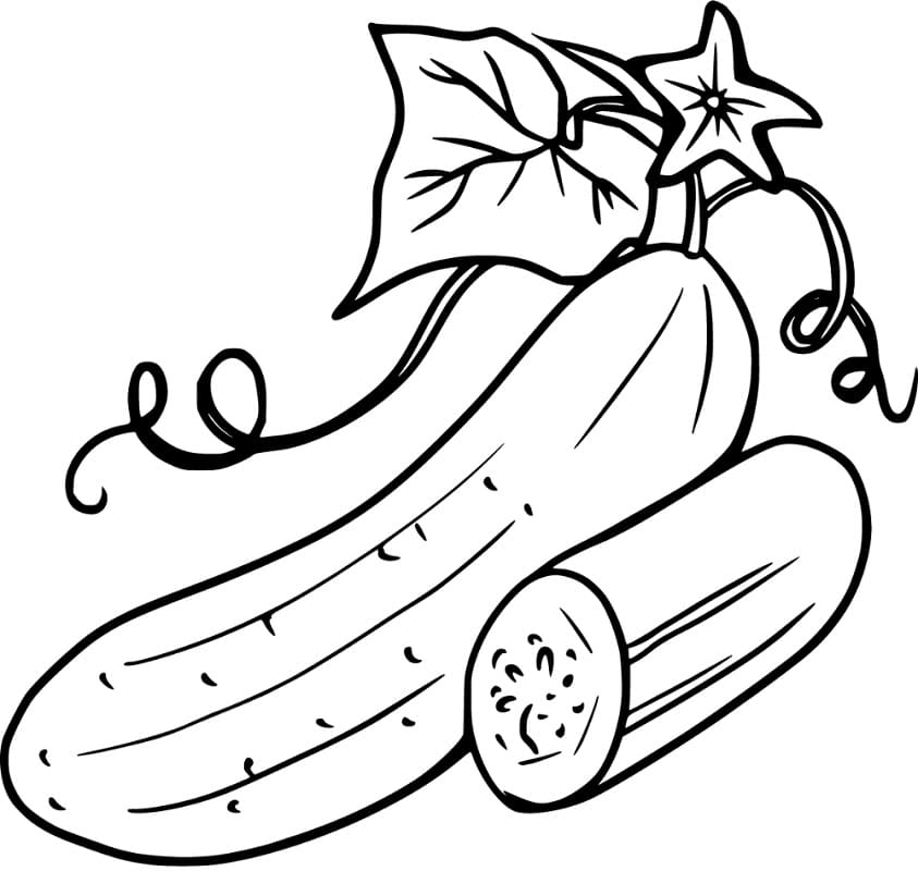 Quả Dưa Chuột 13
