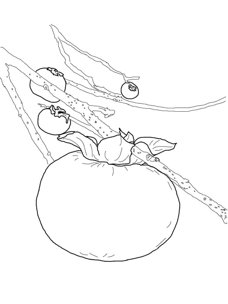 Quả Hồng Trên Cây