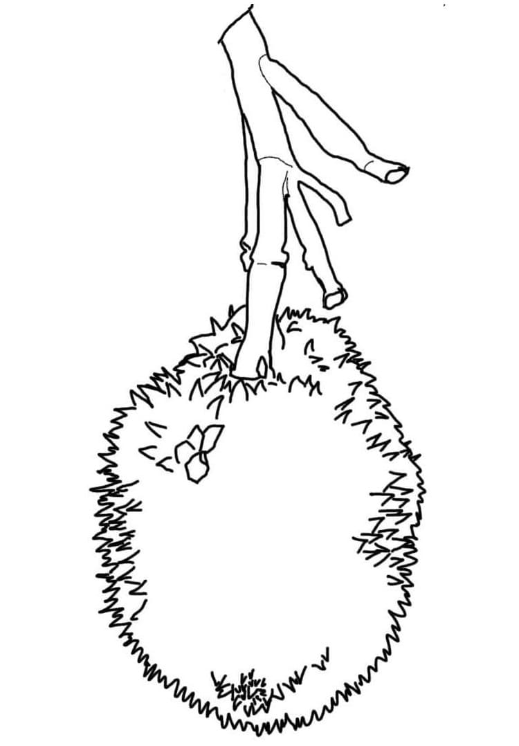 Quả Mít Miễn Phí