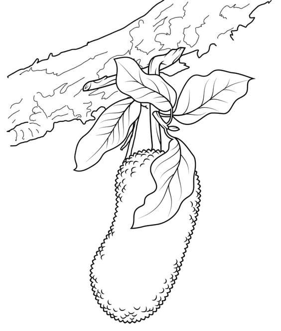 Quả Mít Trên Cây