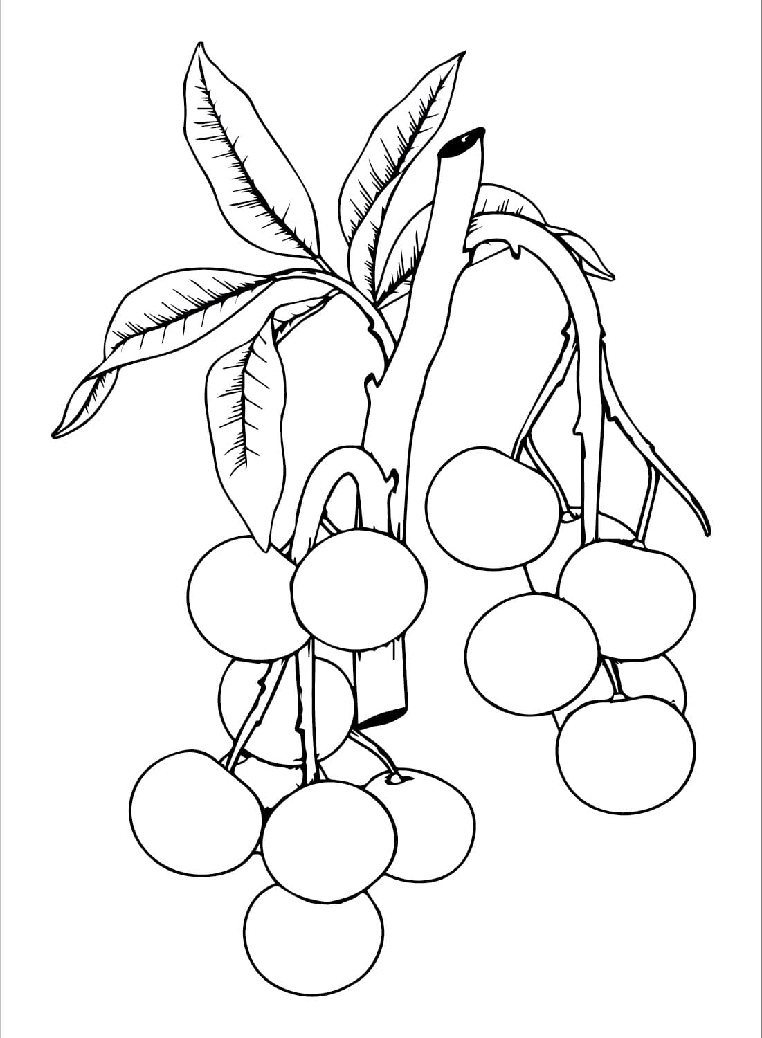 Quả Nhãn Trên Cây