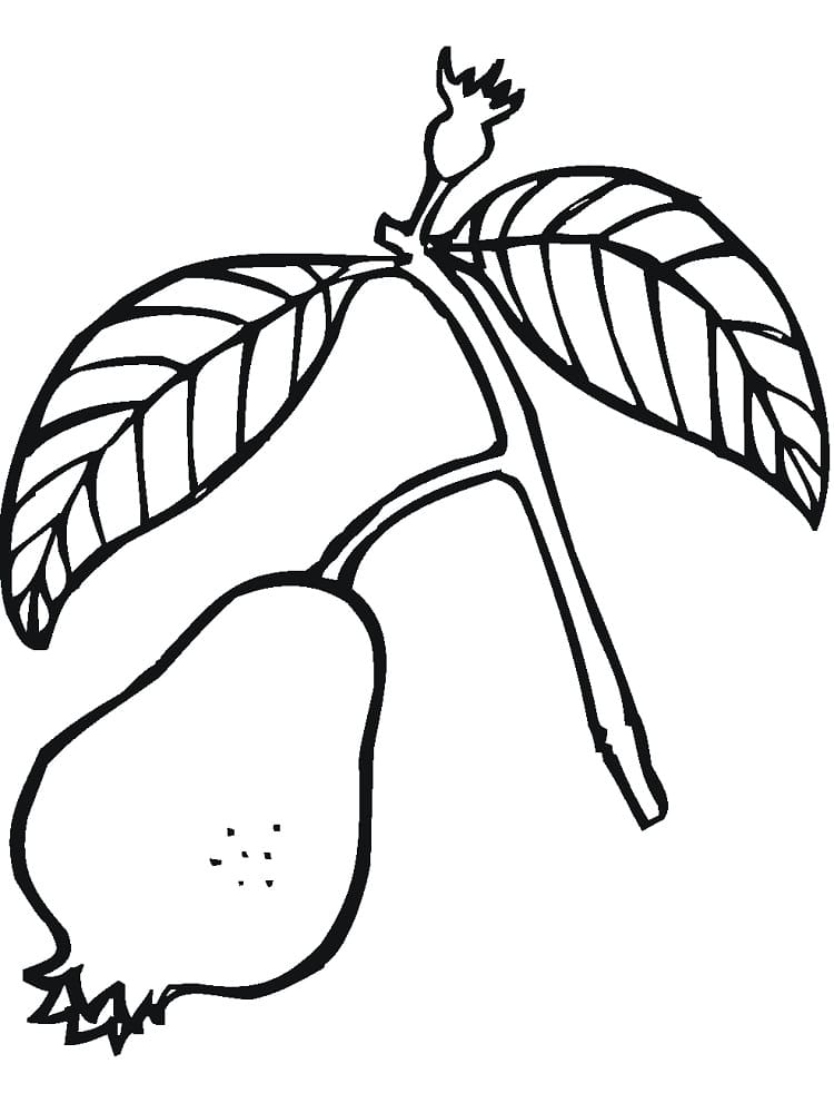 Quả Ổi Trên Cây