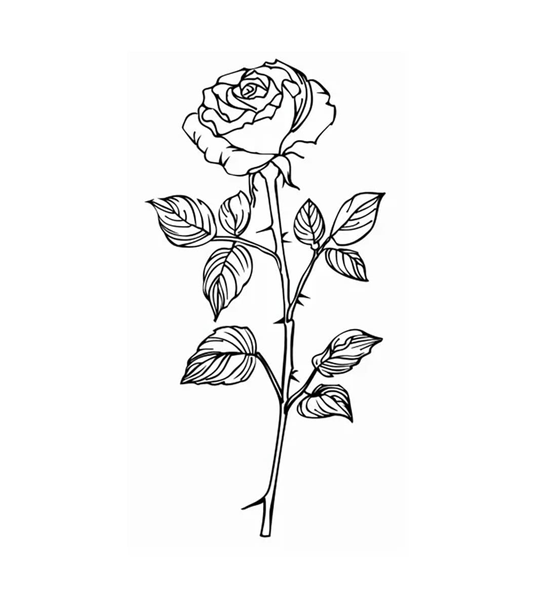 Vẽ Hoa Hồng