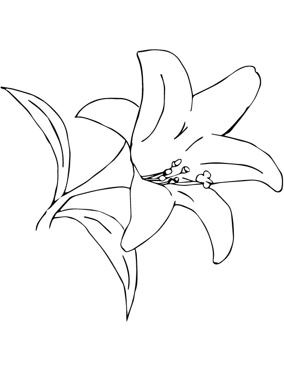 Hoa Loa Kèn Xa Mạc