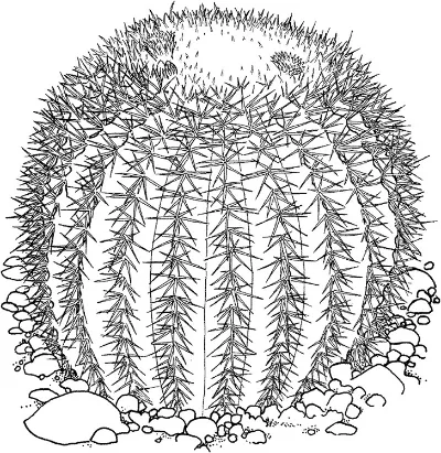 xương rồng golden barrel